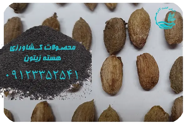 هسته زیتون - محصولی ارزشمند