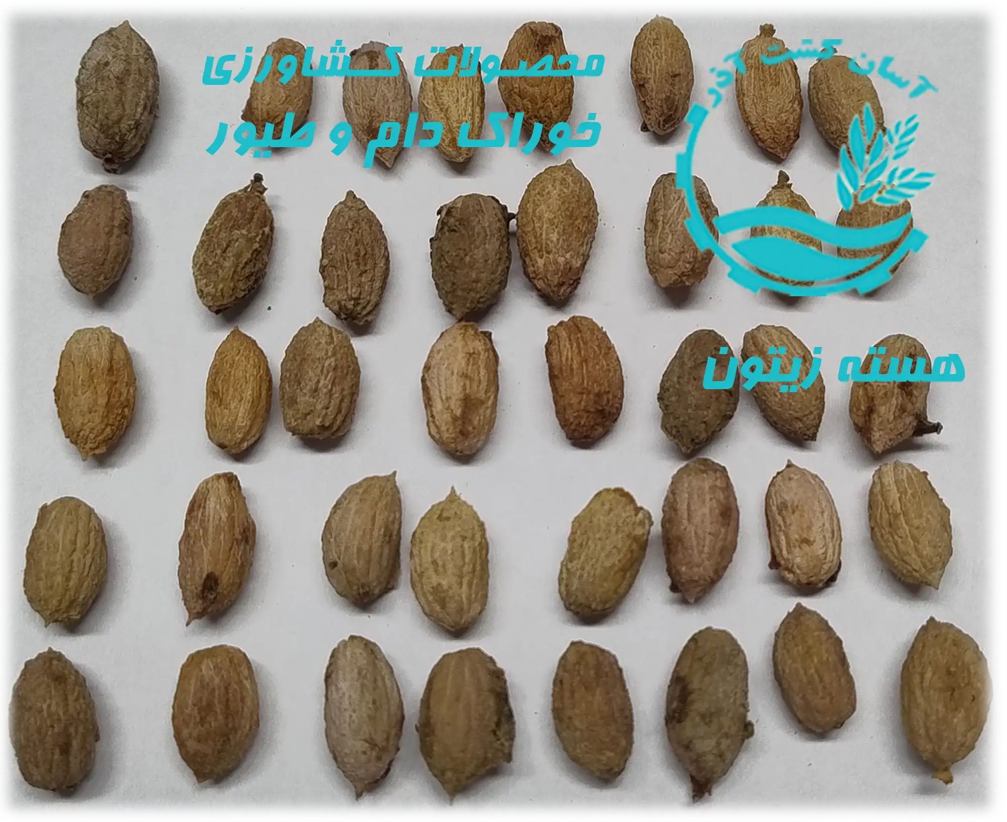 هسته زیتون - خوراک دام و طیور