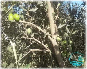 روغن زیتون بکر غنی از اکسیدان ها