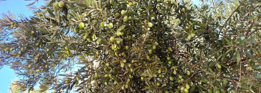 مرغوبترین روغن زیتون