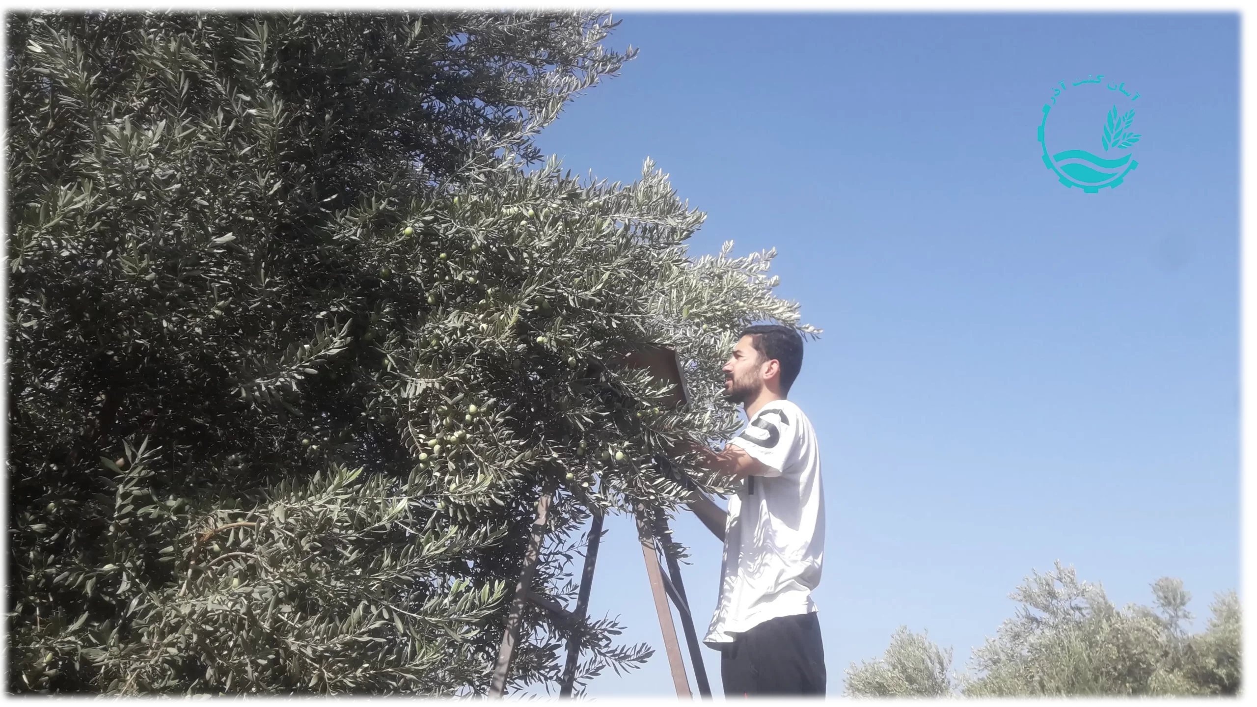 روغن زیتون فرابکر اصل