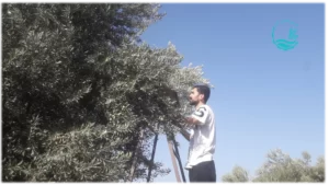 روغن زیتون