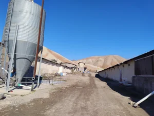 مرغداری گوشتی4
